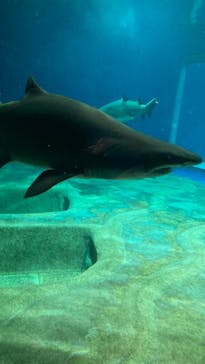 アクアワールド茨城県大洗水族館に投稿された画像（2022/8/16）