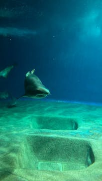 アクアワールド茨城県大洗水族館に投稿された画像（2022/8/16）