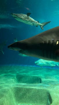 アクアワールド茨城県大洗水族館に投稿された画像（2022/8/16）
