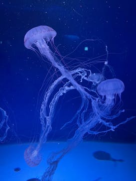 新江ノ島水族館に投稿された画像（2022/8/16）