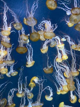新江ノ島水族館に投稿された画像（2022/8/16）
