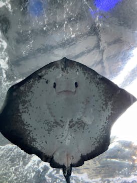 新江ノ島水族館に投稿された画像（2022/8/16）