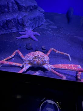 新江ノ島水族館に投稿された画像（2022/8/16）