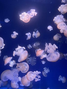 新江ノ島水族館に投稿された画像（2022/8/16）