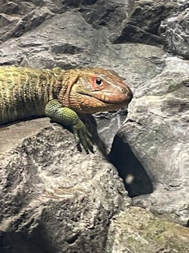 サンシャイン水族館に投稿された画像（2022/8/16）