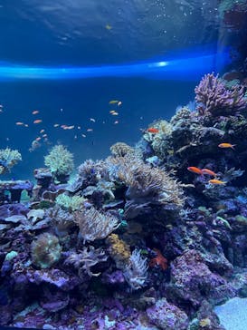 サンシャイン水族館に投稿された画像（2022/8/16）