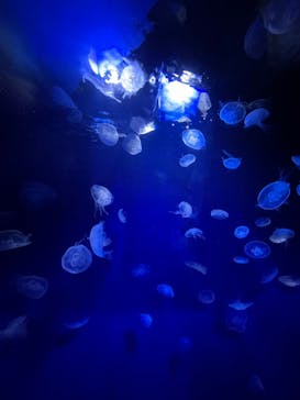 サンシャイン水族館に投稿された画像（2022/8/16）