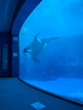 名古屋港水族館に投稿された画像（2022/8/16）
