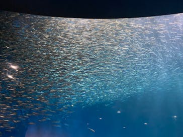 名古屋港水族館に投稿された画像（2022/8/16）