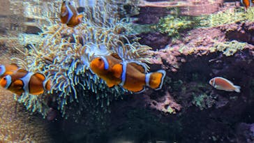 サンシャイン水族館に投稿された画像（2022/8/16）
