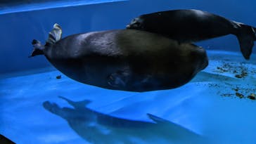 サンシャイン水族館に投稿された画像（2022/8/16）