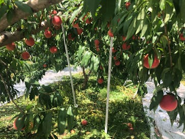 果実の里 原田農園に投稿された画像（2022/8/16）