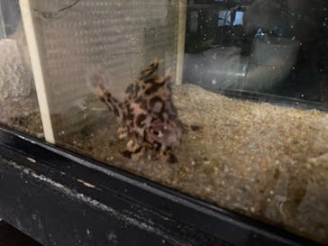 大分マリーンパレス水族館 「うみたまご」に投稿された画像（2022/8/16）