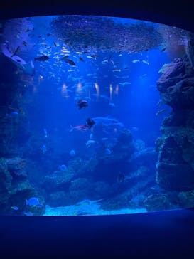 京都水族館に投稿された画像（2022/8/16）