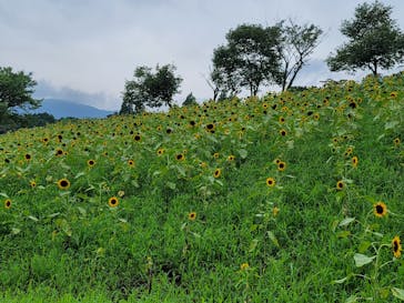 まかいの牧場に投稿された画像（2022/8/16）