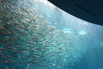 名古屋港水族館に投稿された画像（2022/8/16）