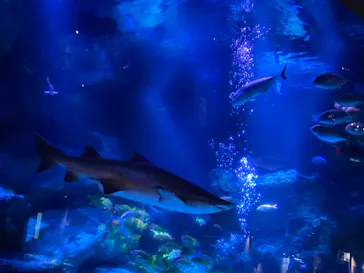 すみだ水族館に投稿された画像（2022/8/16）