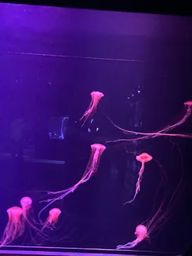 すみだ水族館に投稿された画像（2022/8/16）