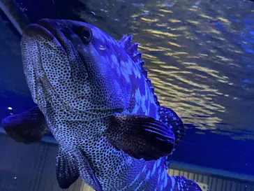 すみだ水族館に投稿された画像（2022/8/16）