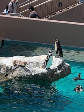 アクアワールド茨城県大洗水族館に投稿された画像（2022/8/16）