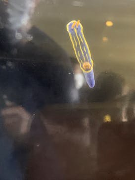 アクアワールド茨城県大洗水族館に投稿された画像（2022/8/16）