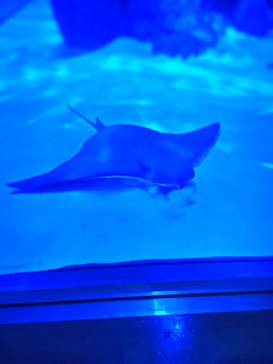 名古屋港水族館に投稿された画像（2022/8/16）