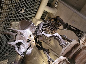 国立科学博物館に投稿された画像（2022/8/16）