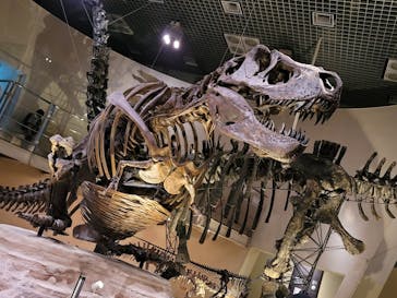 国立科学博物館に投稿された画像（2022/8/16）