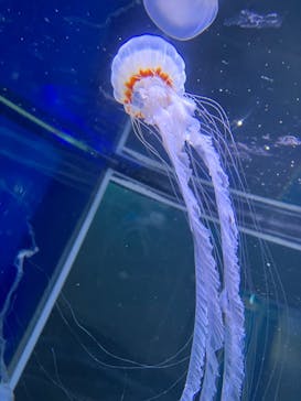 新江ノ島水族館に投稿された画像（2022/8/16）