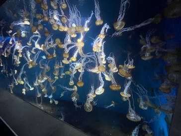 新江ノ島水族館に投稿された画像（2022/8/16）