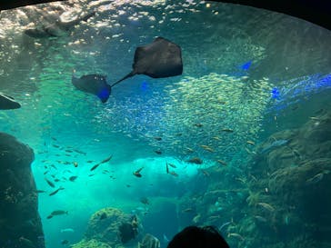 新江ノ島水族館に投稿された画像（2022/8/16）