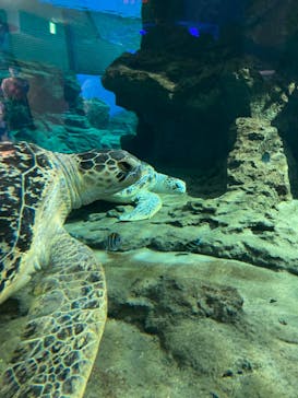 名古屋港水族館に投稿された画像（2022/8/16）