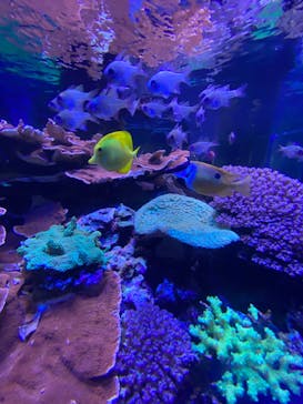 名古屋港水族館に投稿された画像（2022/8/16）