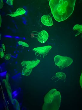 名古屋港水族館に投稿された画像（2022/8/16）