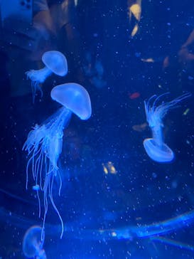 名古屋港水族館に投稿された画像（2022/8/16）