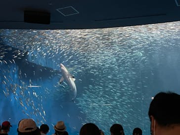 名古屋港水族館に投稿された画像（2022/8/16）