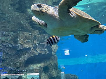 名古屋港水族館に投稿された画像（2022/8/16）