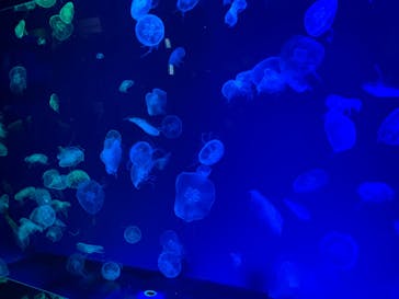 名古屋港水族館に投稿された画像（2022/8/16）