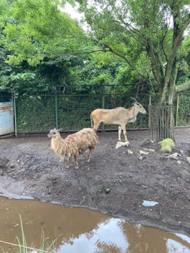 伊豆アニマルキングダムに投稿された画像（2022/8/16）