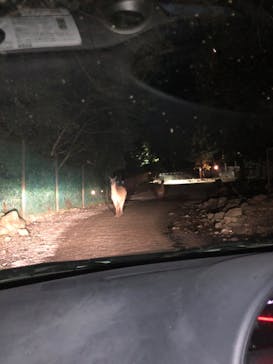 那須サファリパークに投稿された画像（2022/8/16）