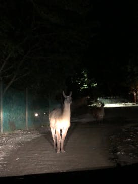 那須サファリパークに投稿された画像（2022/8/16）