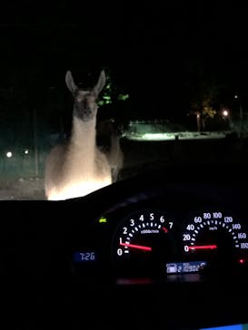 那須サファリパークに投稿された画像（2022/8/16）