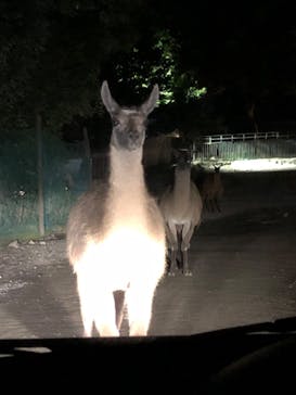 那須サファリパークに投稿された画像（2022/8/16）