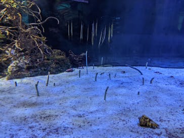 名古屋港水族館に投稿された画像（2022/8/16）