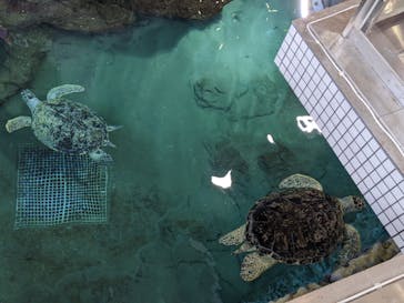 名古屋港水族館に投稿された画像（2022/8/16）