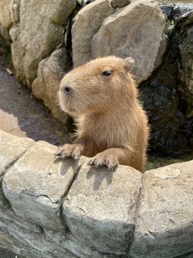 伊豆シャボテン動物公園に投稿された画像（2022/8/16）