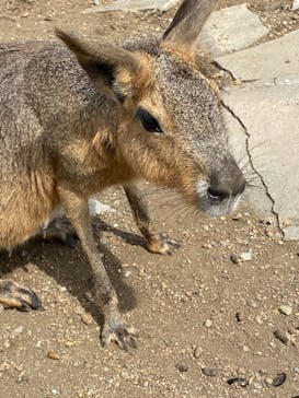 伊豆シャボテン動物公園に投稿された画像（2022/8/16）