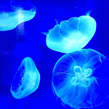 株式会社Gに投稿された画像（2022/8/16）