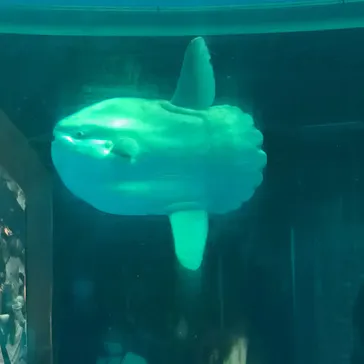 横浜・八景島シーパラダイスに投稿された画像（2022/8/15）