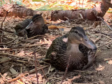 神戸どうぶつ王国に投稿された画像（2022/8/16）